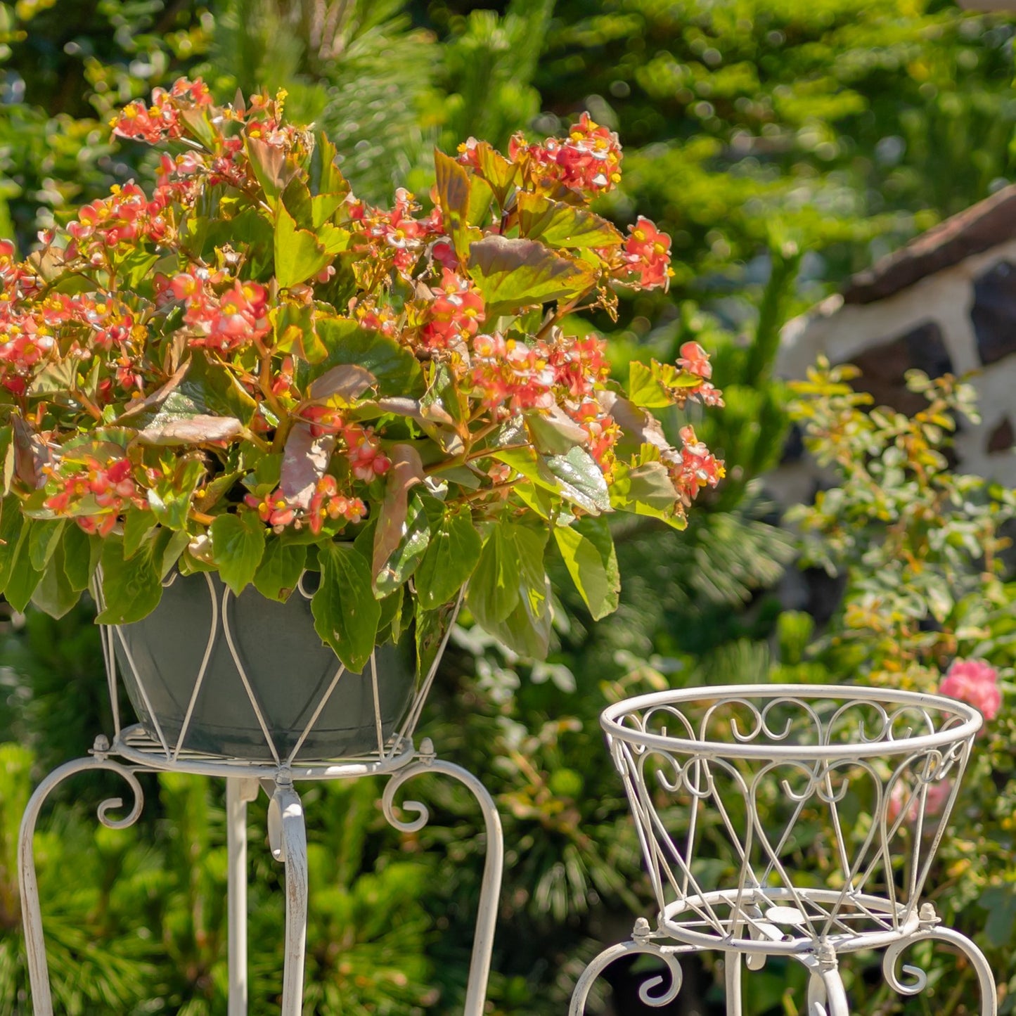 A potted flowering plant with green leaves and orange-red blossoms displayed on a white metal garden stand in a garden setting, with a second empty white metal stand nearby.