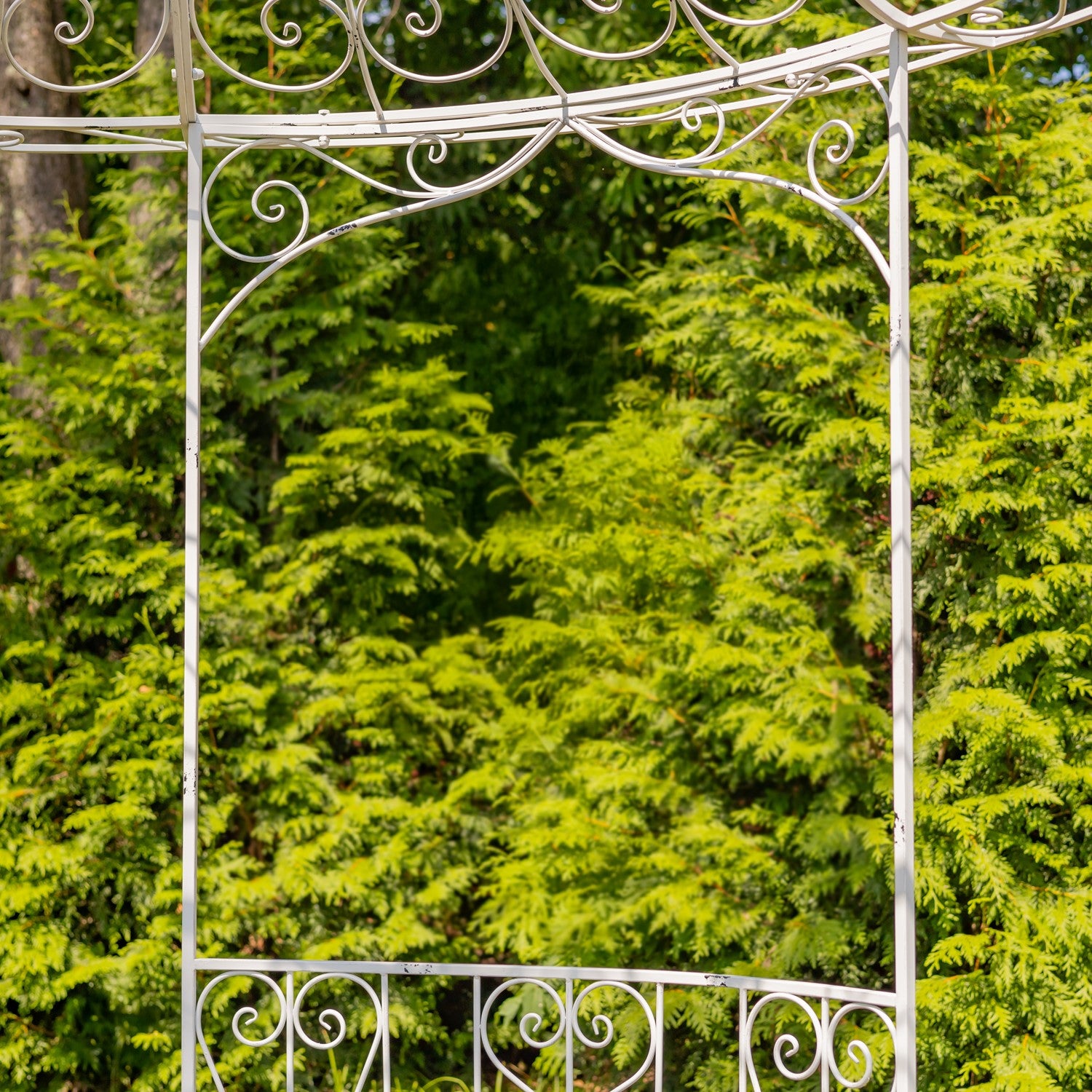 A white wrought iron garden gazebo frame with decorative scrollwork, set against a lush background of green evergreen foliage.